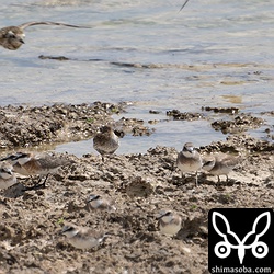 今季初のハマシギ。少し夏羽が出ています。