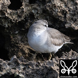 岩場で休むキアシシギ。