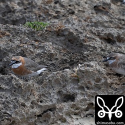 メダイチドリも越冬組がたくさんいますが、それに北上組が合流したようで海岸に大量にいました。