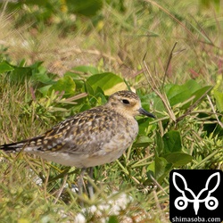 まだまだ冬羽のムナグロ。