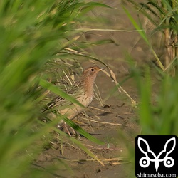 夕日が当たり、胸の赤色がより一層引き立っているムネアカタヒバリ。