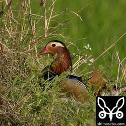 こんな時季にオシドリのオスが飛来しました。早く繁殖地へ行かないと乗り遅れるよ。