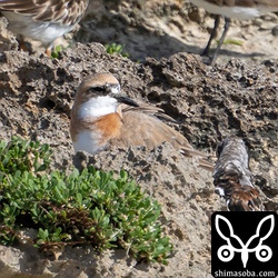 夏羽に変わりつつあるオオメダイチドリ。