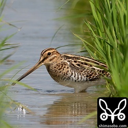 ハリオシギが続きませんが、タシギは増えてきました。あとはチュウジシギの到着を待つのみ。