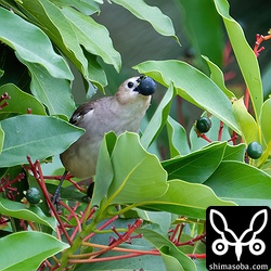 コムクドリには大きすぎるようで飲み込むのに苦労していました。