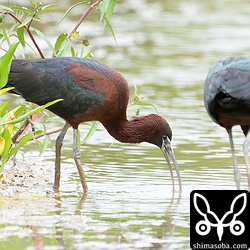 時折、鳴き声をあげていざこざが起こったりしていましたが、基本的には平和的に群れで行動していました。