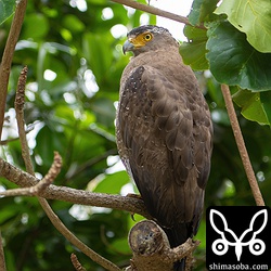 カンムリワシ成鳥。あまり見ない場所にいました。