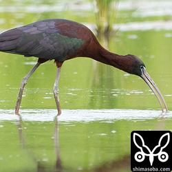 ジャンボタニシでも食うのかと思いましたが、獲物は水生昆虫がほとんどでした。
