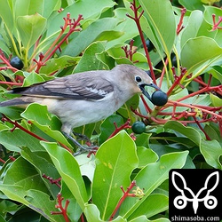 大きな実をくわえるコムクドリのメス。