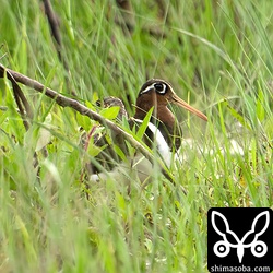 見難いですが、タマシギのオス(左)とメス。