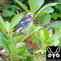 自宅裏のタブノキに来るコムクドリ。ムクドリとカラムクドリもたまに来ます。