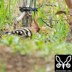 この後、ほかのガイドのグループが不用意に近づき飛ばしてしまいました。渡鳥は長旅で疲れているのでそっと見守りましょう。