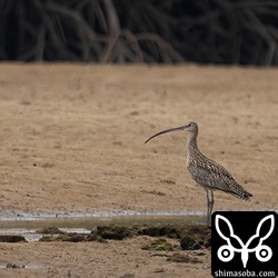 ホウロクシギ第1回冬羽から夏羽へ。