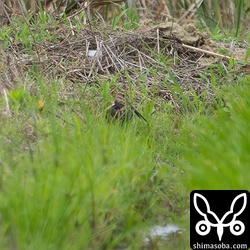 めちゃくちゃ遠かったですが、タシギ2羽。春のジシギは貴重です。