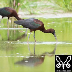 石垣島とは思えず、まるでアフリカの湿地かどこかのようです。
