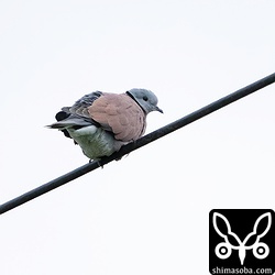 ベニバトのオス。本日は2羽確認。長めの滞在です。