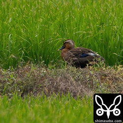 赤いカルガモ。アカノドカルガモかと驚いた…。^^;