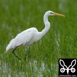 くちばしもまだ黄色で冬羽なチュウダイサギ。