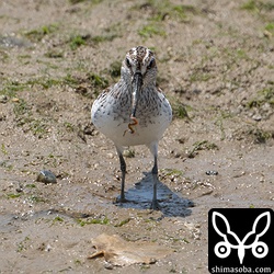 河口でゴカイ? を捕まえたキリアイ。
