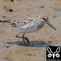 珍しく近距離で撮影できたキリアイ。