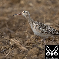 上空を気にするコシャクシギ。