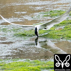 ハシブトアジサシは見事な飛行術で獲物を捕らえていました。