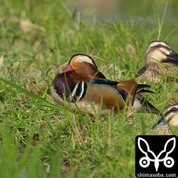 まだ滞在中のオシドリのオス。
