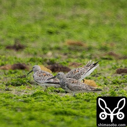 サルハマシギやミユビシギを観察していたら海岸に舞い降りてきたオバシギ3羽。長旅を経ていま到着しましたという感じで疲れ切っていました。