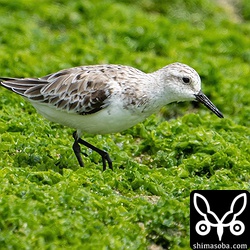 まだまだ冬羽のミユビシギ。すれ具合が長旅の厳しさを物語っています。