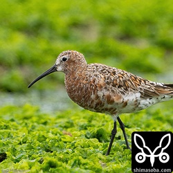 こちらも夏羽に変わりつつあるサルハマシギ。真っ赤なサルハマシギもいいですが、すれた冬羽を残したサルハマシギも厳しい旅を想像させてくれていいですね。