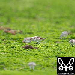 トウネンの姿も増えました。