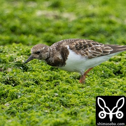 まだまだ冬羽のキョウジョシギ。