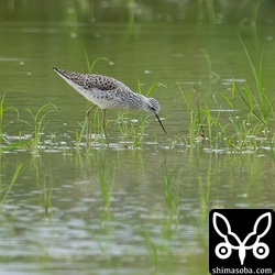 コアオアシシギは4羽の群れ。