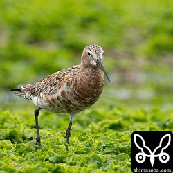 このサルハマシギは、同所にいるほかのシギより少し警戒心が強いようでした。