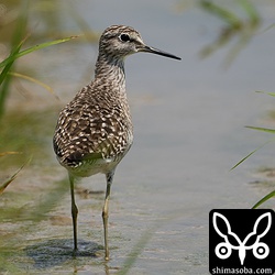 田んぼにはタカブシギ。まだまだ冬羽です。