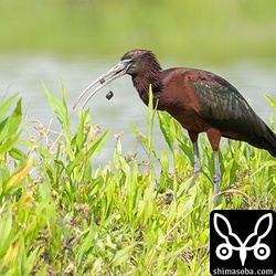 襲われた直後、ショックのあまり食ったジャンボタニシを吐き戻すブロンズトキ。