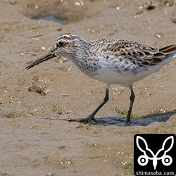 冬羽から夏羽に移行中です。