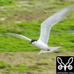 河口には夏羽に変わったハシブトアジサシが飛来。