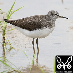 クサシギ冬羽から夏羽へ。