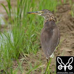 田んぼのアカガシラサギ。夏羽が増えてきました。