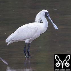 クロツラヘラサギ成鳥。繁殖期用の飾り羽が出てきています。