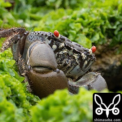 海岸には大きなクマドリオオギガニがたくさんいました。
