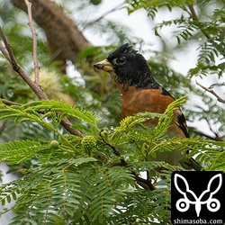 こちらもほぼ夏羽のアトリ成鳥オス。