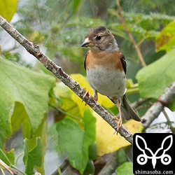 アトリの成鳥メス。