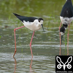 セイタカシギは20羽ほどの群れ。