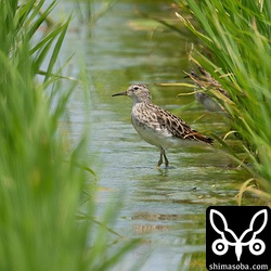 ヒバリシギ成鳥。冬羽から夏羽へ移行中。