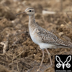 コシャクシギ第1回冬羽から第1回夏羽へ換羽中。