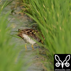 照れ屋なタシギ。