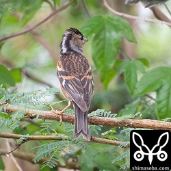 第1回冬羽から第1回夏羽へ換羽中の個体。