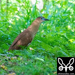 緑の中にズグロミゾゴイ。